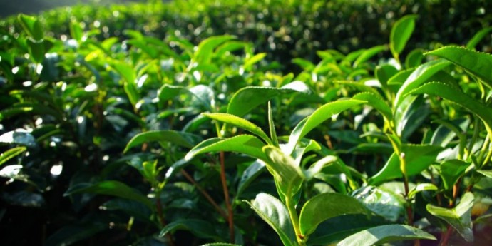 Kineski čaj – pomoćnik u borbi protiv stresa i održavanju zdravlja