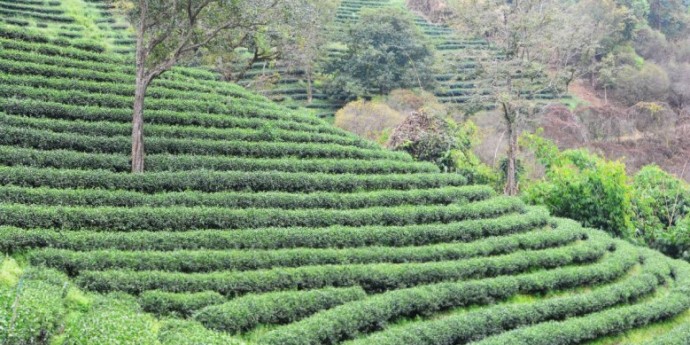 Camellia sinensis